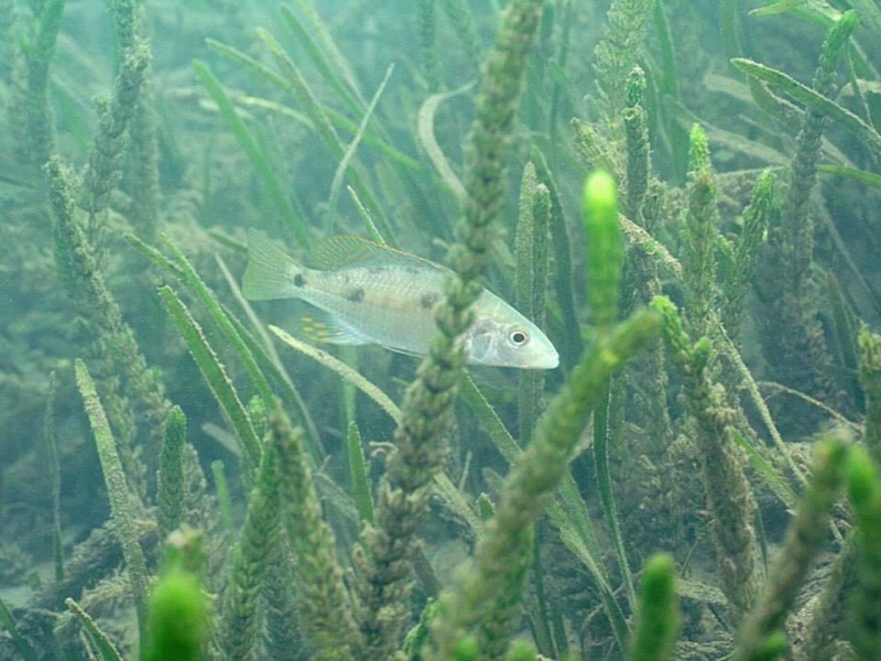 Stigmatochromis pholidophorus 'Chiofu'